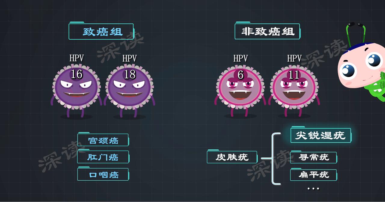 尖锐性湿疣都是hpv感染吗,尖锐性湿疣会引起hpv感染吗