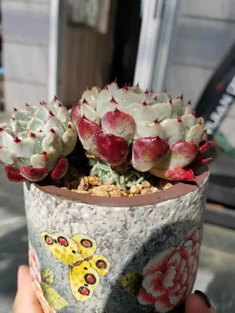 爱机车，爱多肉，宝妈花姐的诗和远方