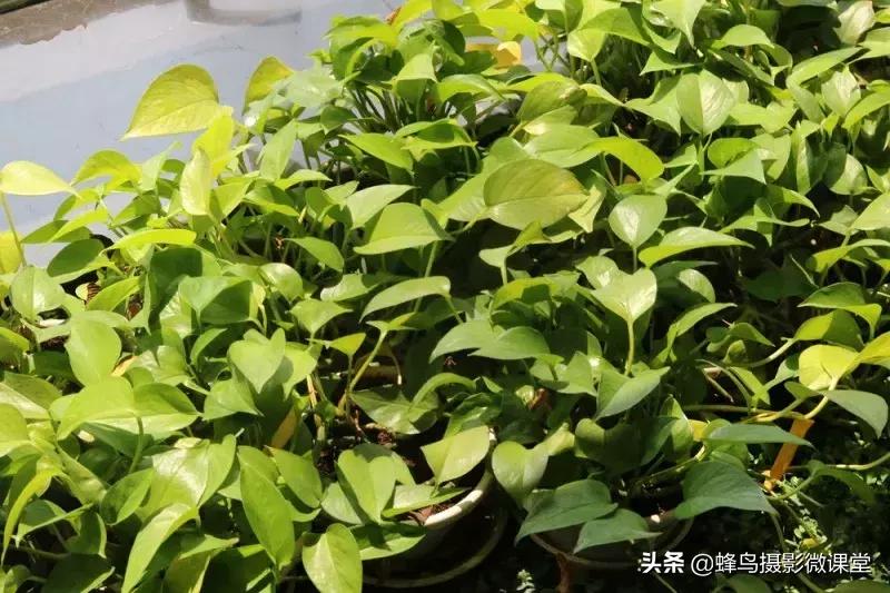 镜头有灰会进cmos吗,镜头有灰有影响二手价格吗