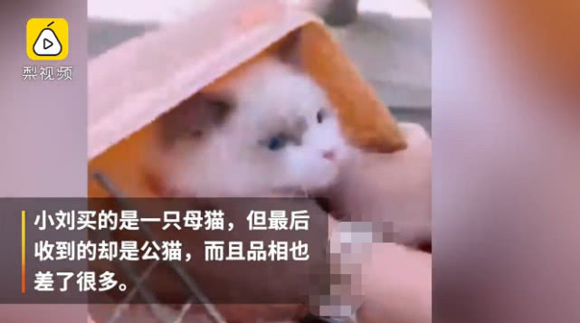 500块钱的布偶猫被骗,男子捡漏1000元买了布偶猫