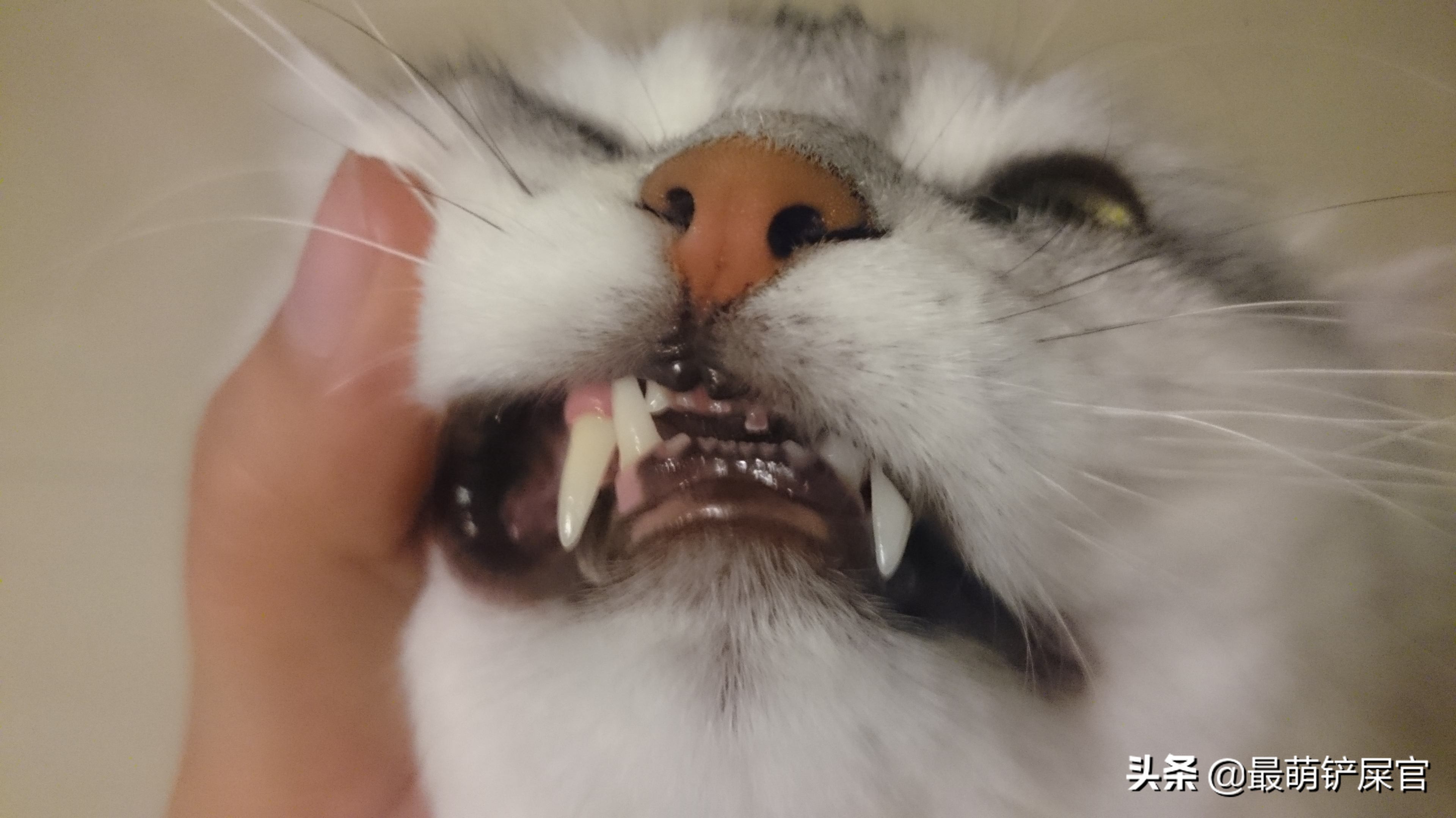 猫有牙周炎该怎么治疗,猫咪牙周炎掉牙了还需要治疗吗