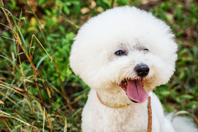 最伤狗的饲养方法是什么,养比熊犬要关注些什么