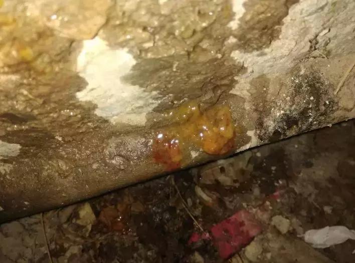 羊腹泻拉稀介绍太详细了