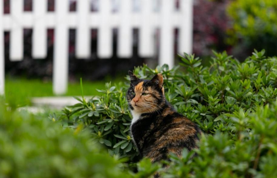 猫咪剪刀大法真的管用吗,剪刀大法真的可以找到猫吗