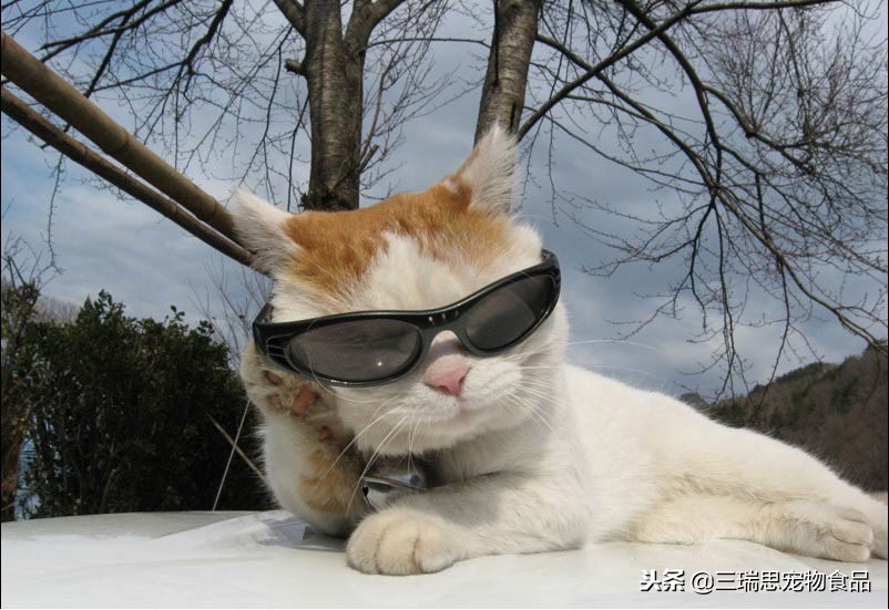 萌猫十大明星,十大萌猫排名