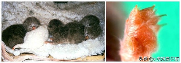 布偶猫繁育颜色,布偶猫如何繁育最好的品相