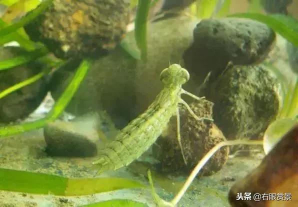 那些年让你防不胜防的草缸偷渡客