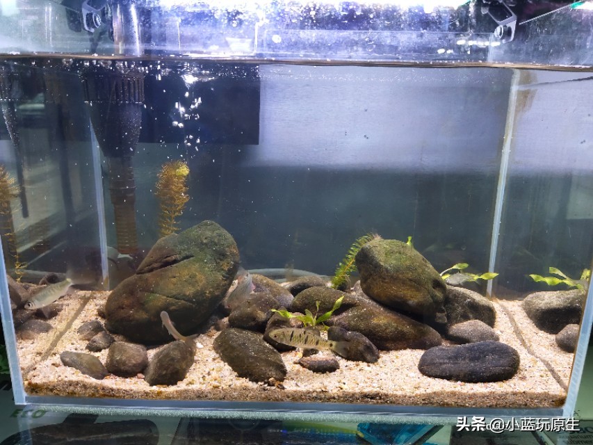 鱼缸爆褐藻的正确方法,鱼缸褐藻怎么彻底消灭最简单方法