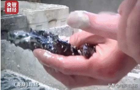 央视315曝光汉堡王完整版,315晚会曝光的海参