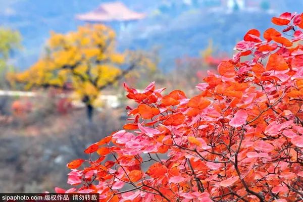再不去玩就晚了！北京秋游倒计时！爬​山、赏叶、观鸟…随便您怎么嗨！