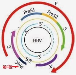 关于乙肝小三阳的若干真相,乙肝小三阳和小三阳携带者区别