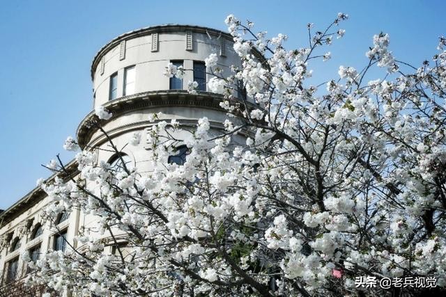 浪漫樱花校园,浪漫樱花视频
