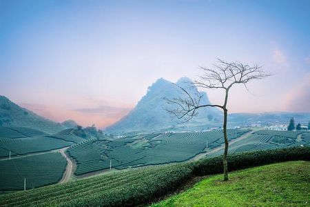 中国十大名茶是哪一些茶,我国各种名茶的代表地方
