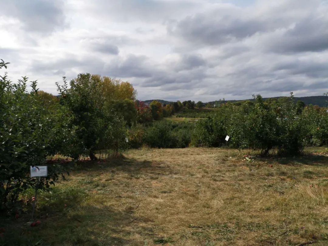 纽约疫情日记蓝蓝,纽约复工记