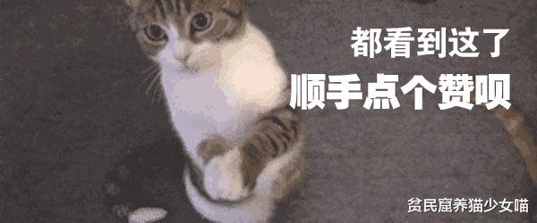 西班牙宠物狗被遛30次,西班牙狗狗一天被遛28次