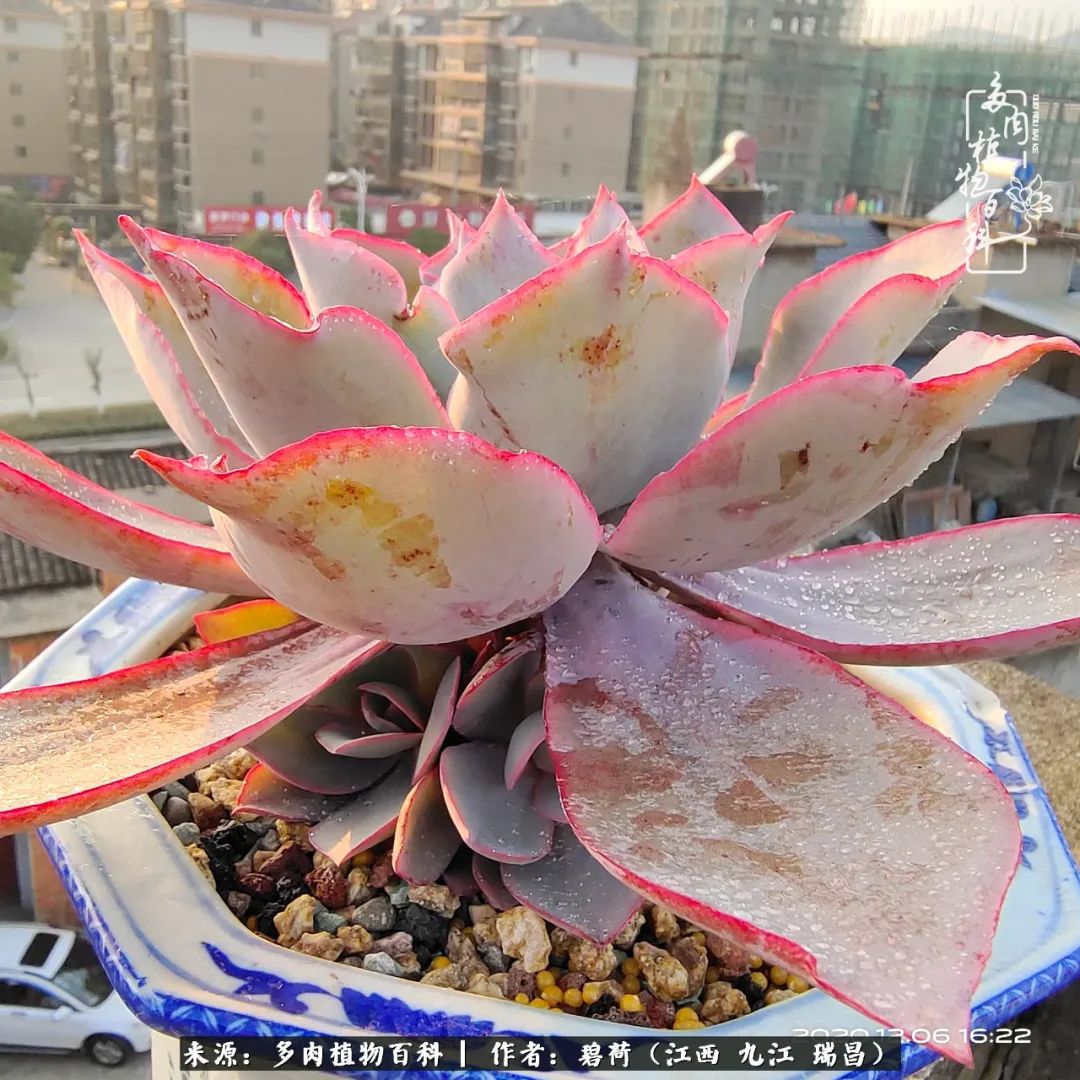 养了五年的多肉看到岁月的痕迹,经过一年春夏秋冬的轮回