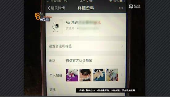 网上买比熊和博美,买博美犬和比熊