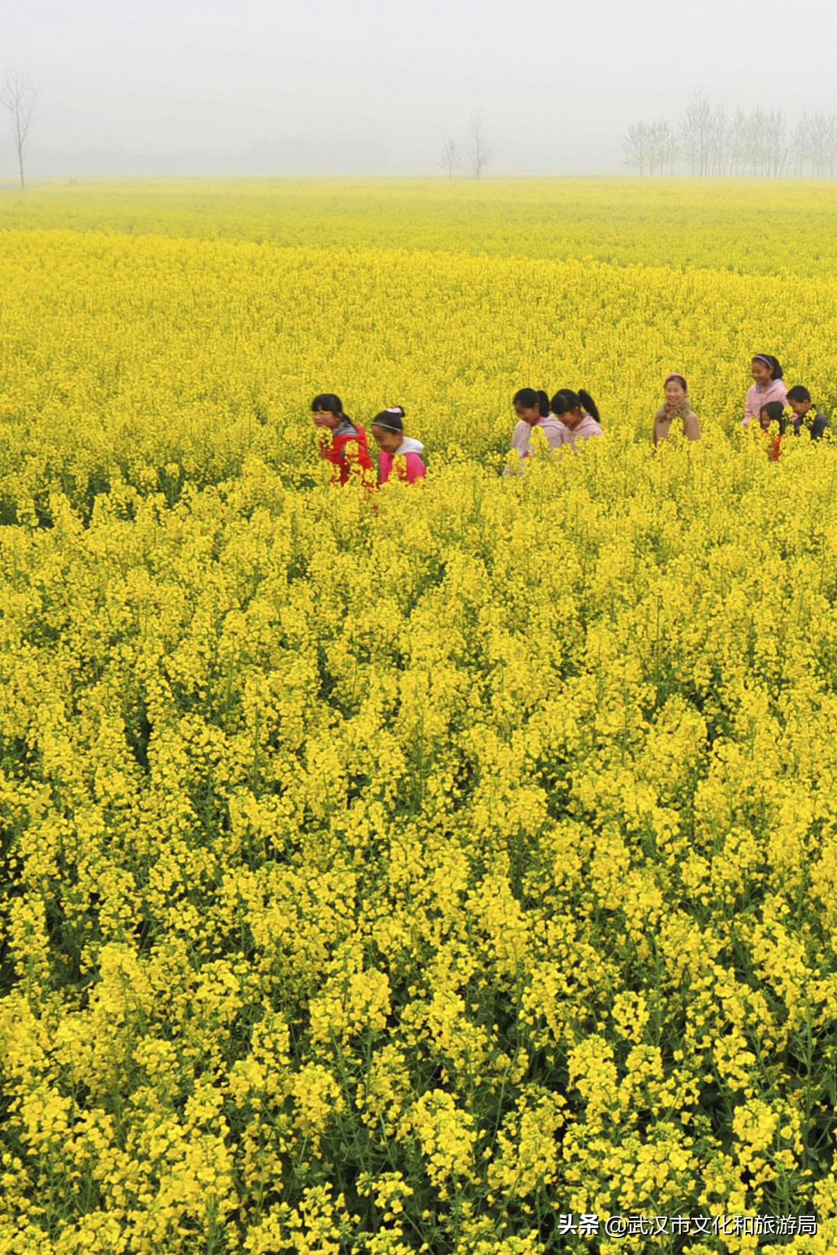 十大赏樱花胜地,赏樱必去武汉四大绝美樱花园