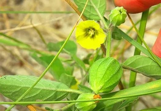 生物相册：姑娘还是菇茑？这水果，世界各地有39种