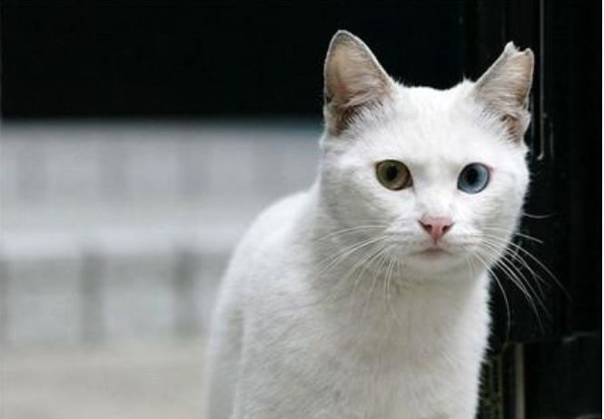 流浪猫耳朵上被剪，网友误以为猫咪被伤害，却发现是为了保护