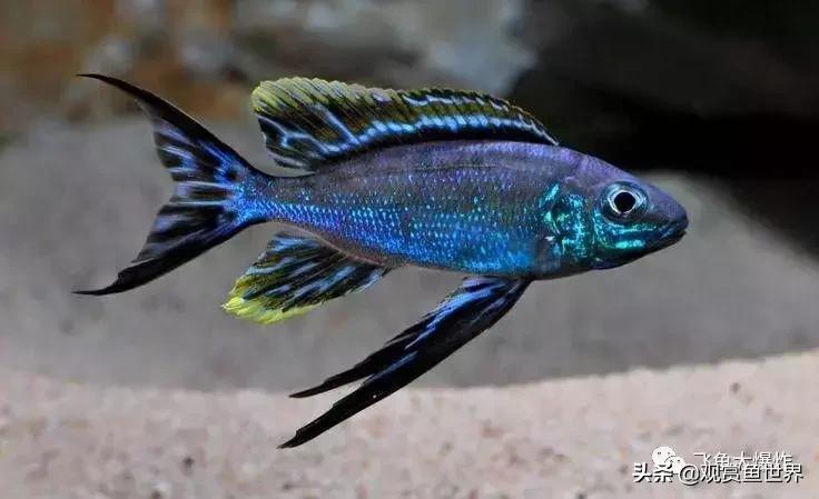 三湖慈鲷蓝波,坦湖慈鲷的饲养与繁殖