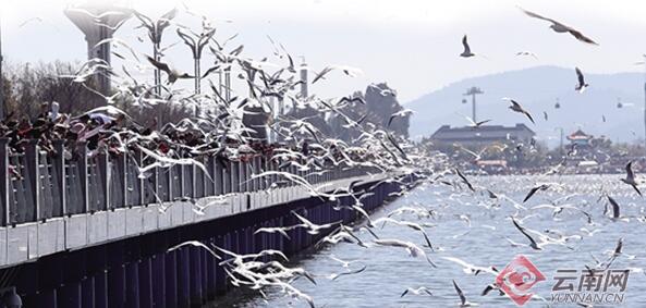 云南新晋网红地,云南成春节最热国内旅游目的地