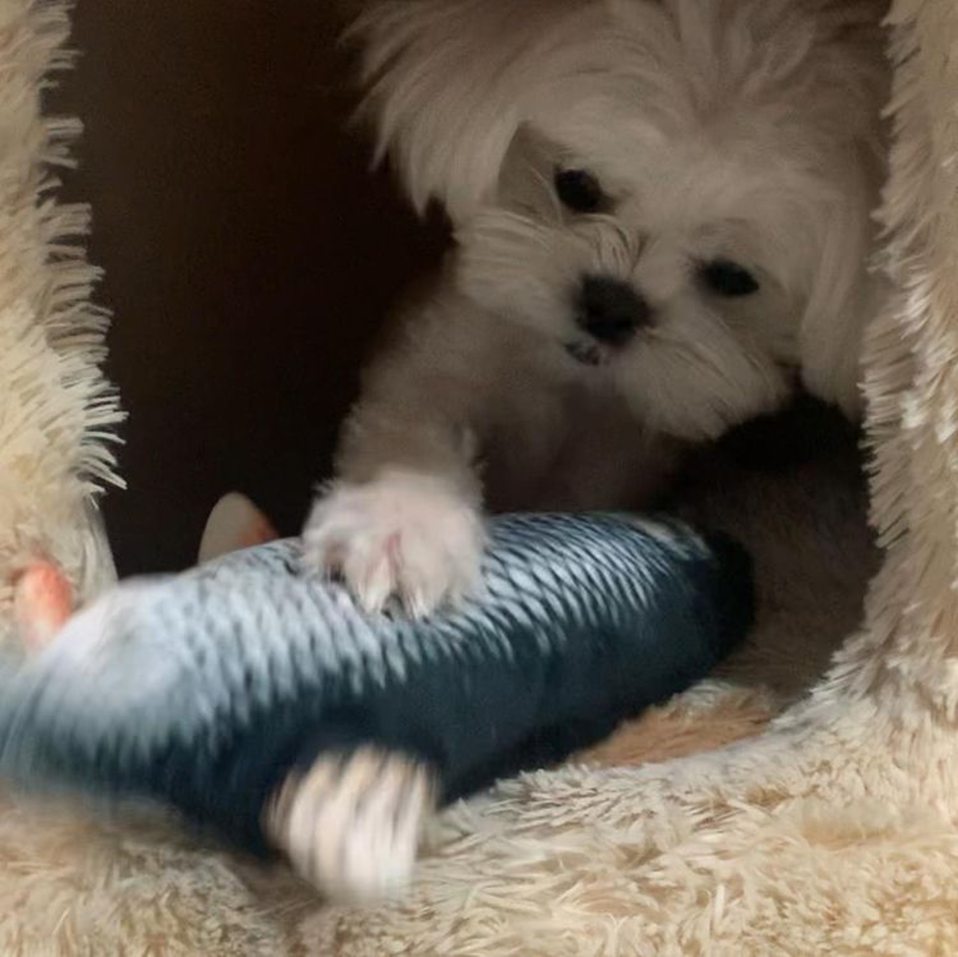 狗狗睡醒突然坐起来视频,狗狗睡醒兴奋突然昏倒