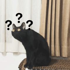 桥本环奈坂口健太郎,桥本环奈工具