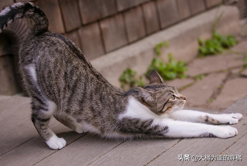 猫咪翘起屁股什么意思,猫咪翘着屁股睡觉啥意思
