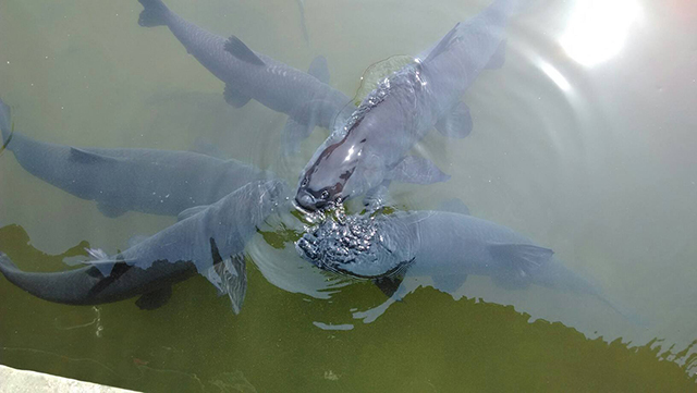 为何青鱼现在几乎没人养殖了,青鱼中国不多为什么还是四大家鱼