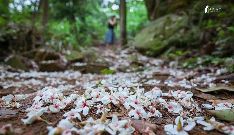 隐世原乡，又见桐花开。