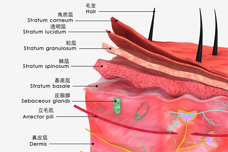 毁掉一张脸的三大行为,毁掉整张脸的方法