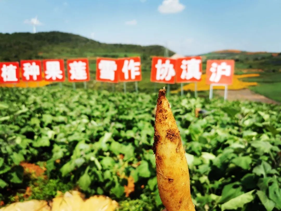 扶贫致富直播,扶贫一线话小康视频