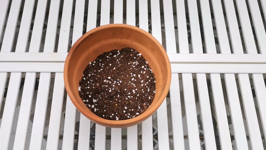 酢浆草播种技巧,酢浆草怎么播种