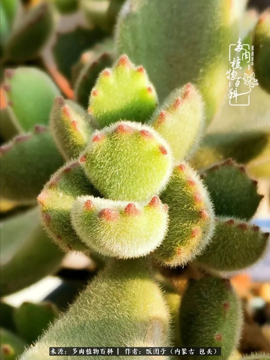 干旱地区怎么养多肉,半湿养多肉