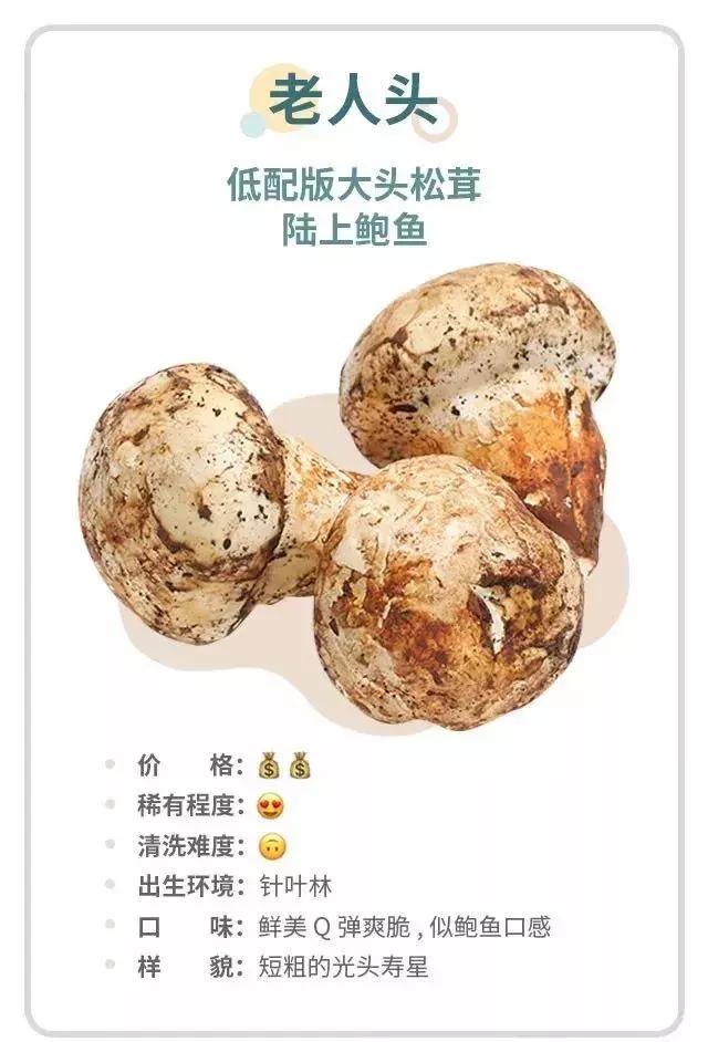 无毒野生菌图鉴大全,见手青野生菌可以吃的种类