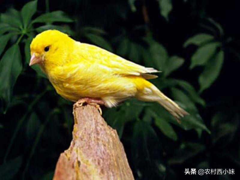 金丝雀好养么,金丝雀常见的几种病