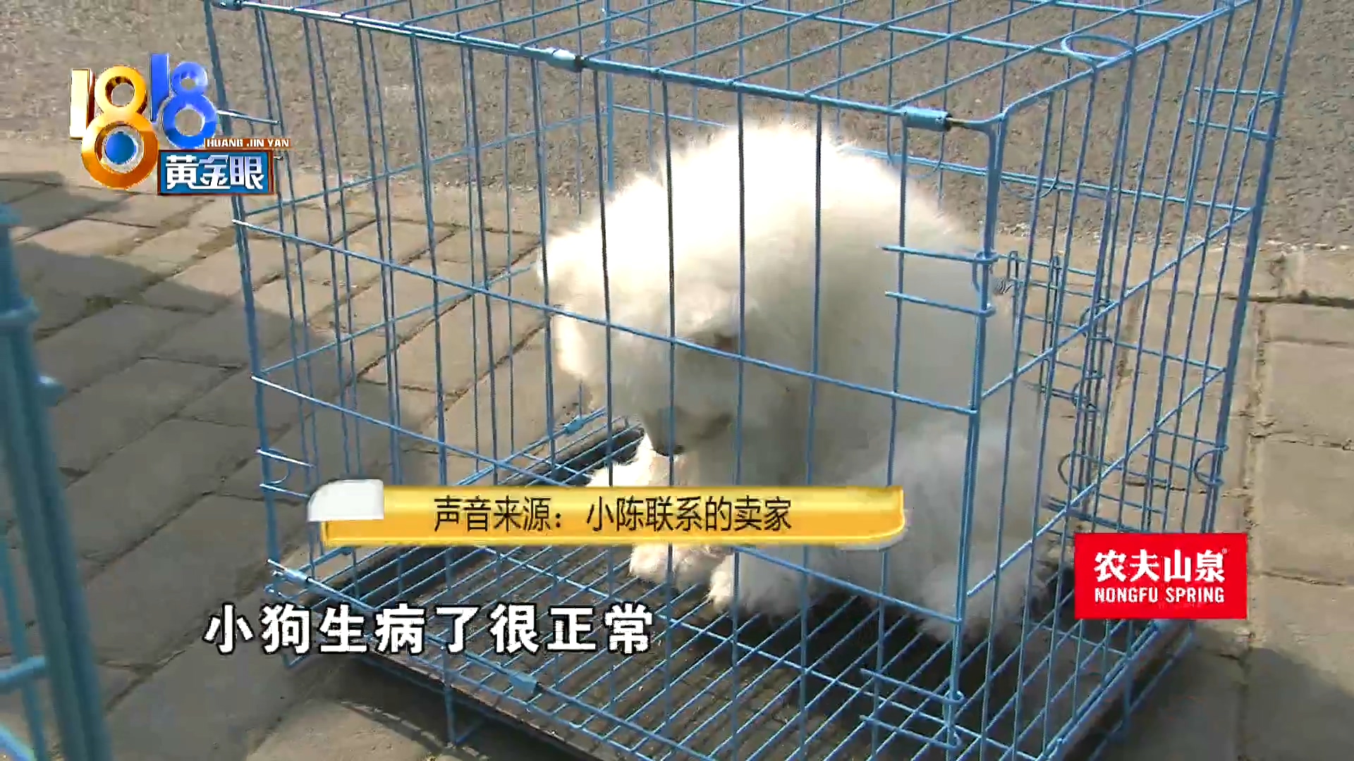 刚买10天不到的小狗被炖了,买来三天小狗就腿站不直了