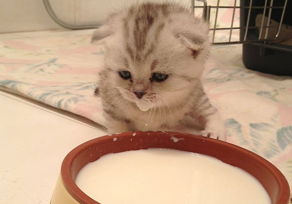 五个月猫咪有没有饱腹感,猫咪有饱腹感吗