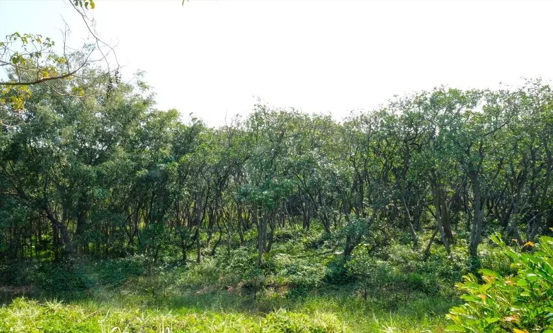 深圳世界之窗充满回忆,深圳世界之窗景点大全