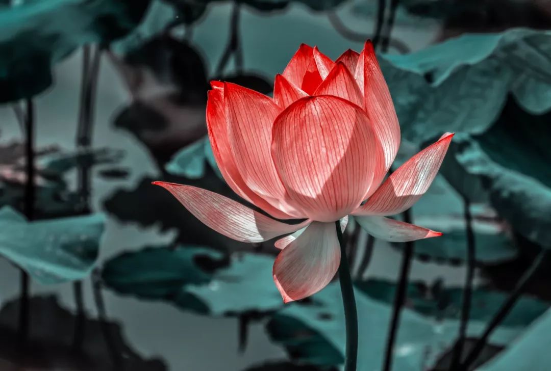 老子道德经人生三大聪颖,道德经三条铁律