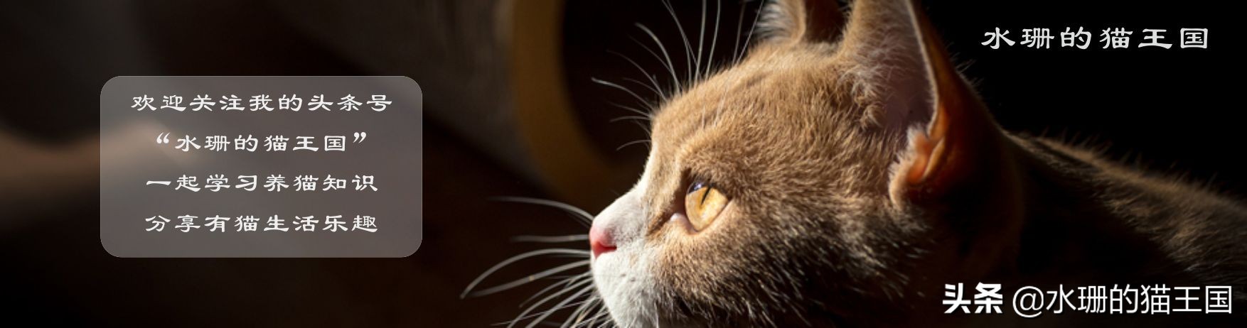 猫咪肚子疼最快解决方法,猫传腹猫咪肚子疼该怎么办