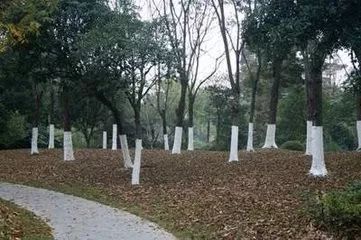 园林树木养护管理的主要措施,园林树木整修修剪的关注事项