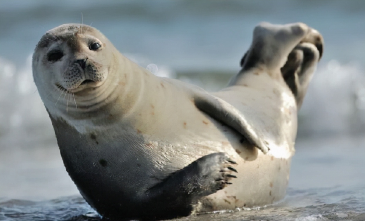 动物世界大全视频全集高清,动物世界各集图片