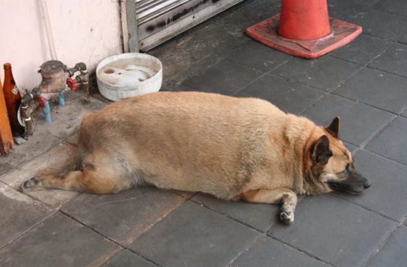 狗狗总打呼噜怎么回事,狗狗睡觉打呼噜经常四肢抽搐