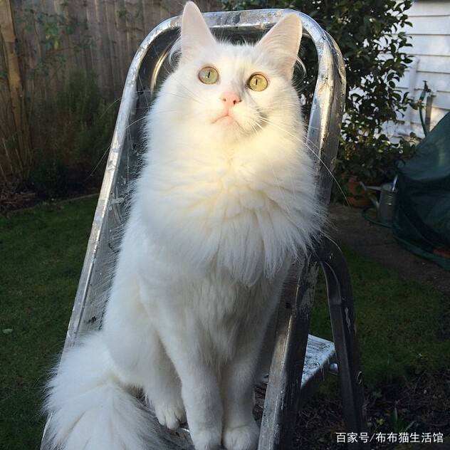 世界45种名犬图片大型犬,世界100种猫图片