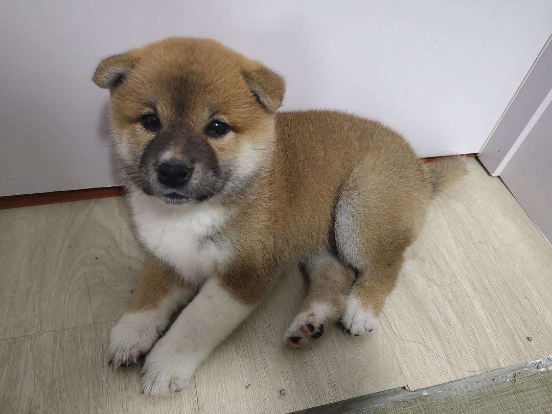 新买的小狗狗不吃怎么办,刚领养的小狗不吃不喝怎么办