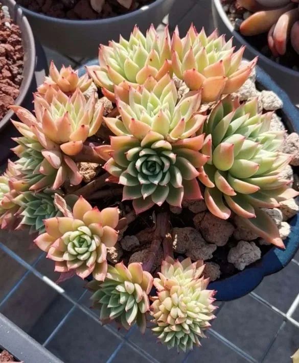 养多肉植物修身养性,多肉的习性和日常养护方法