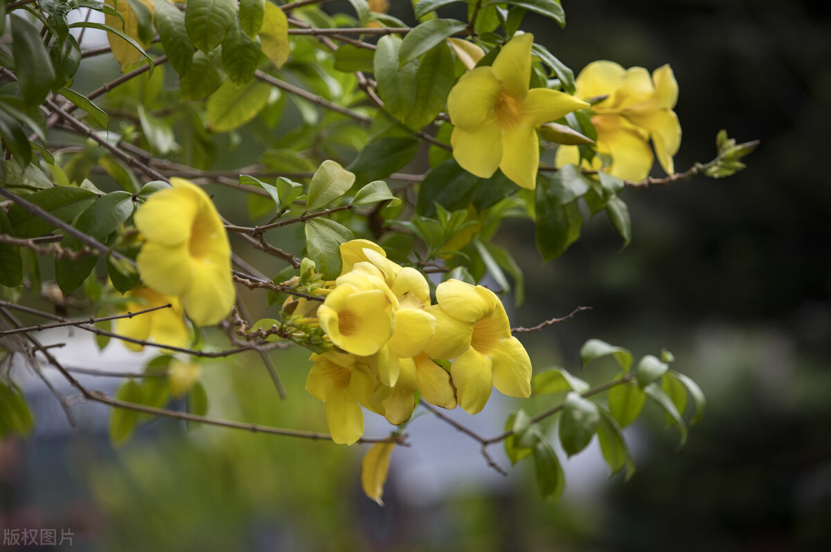 100种常见园林图鉴,列举20类不同的园林花卉
