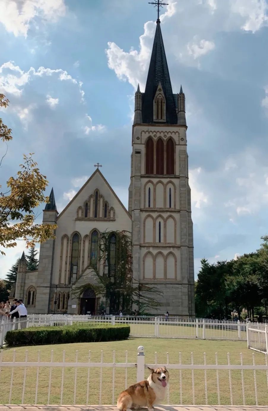 2022年上海遛狗圣地,2021上海遛狗圣地